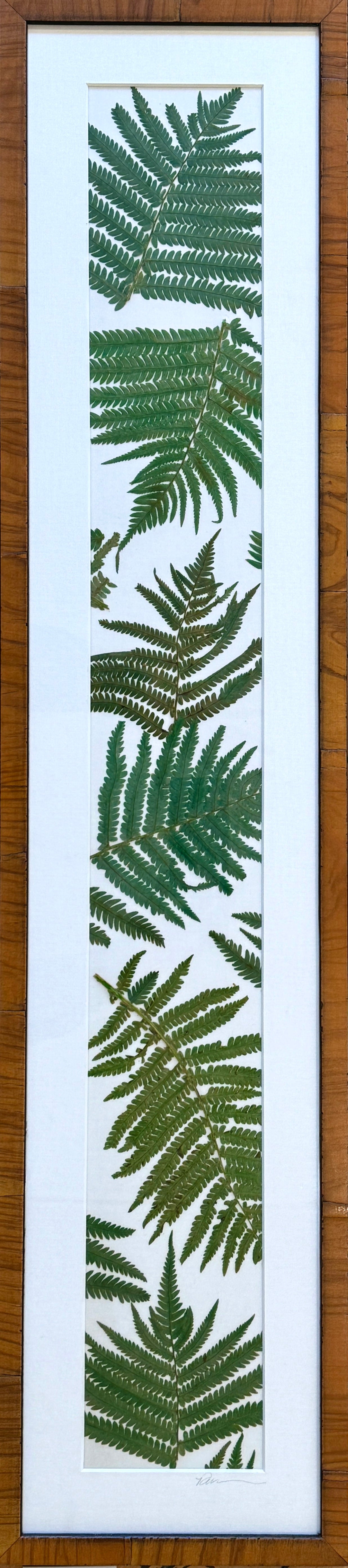 Ferns