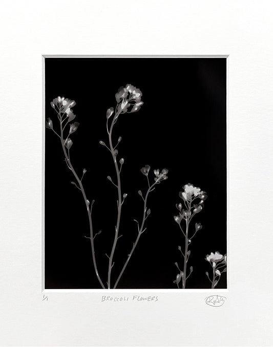 Broccoli Flowers - positive