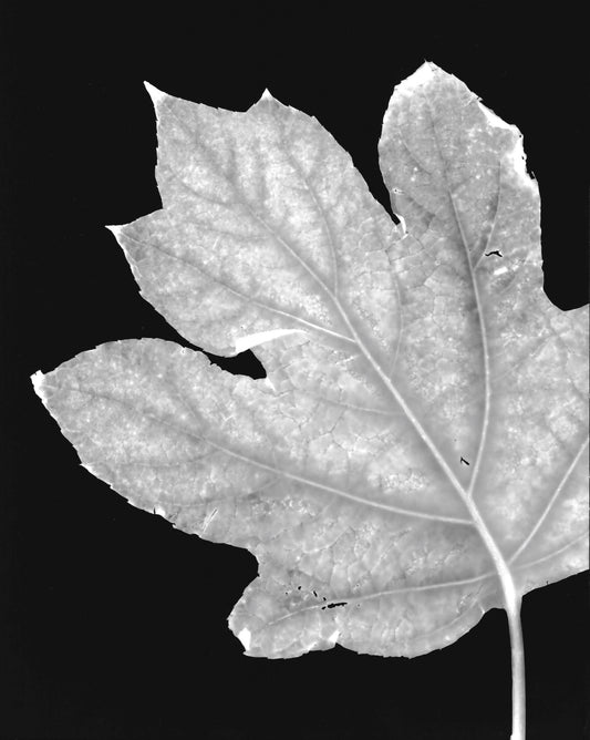 Hydrangea Leaf - negative