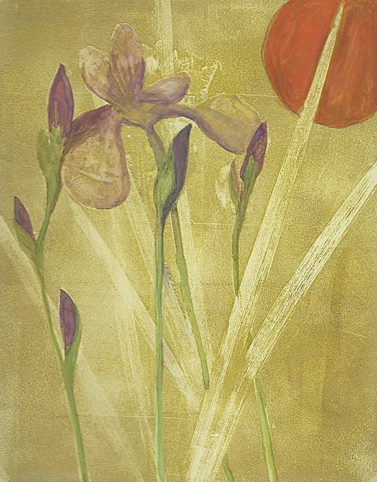 Siberian Iris 1