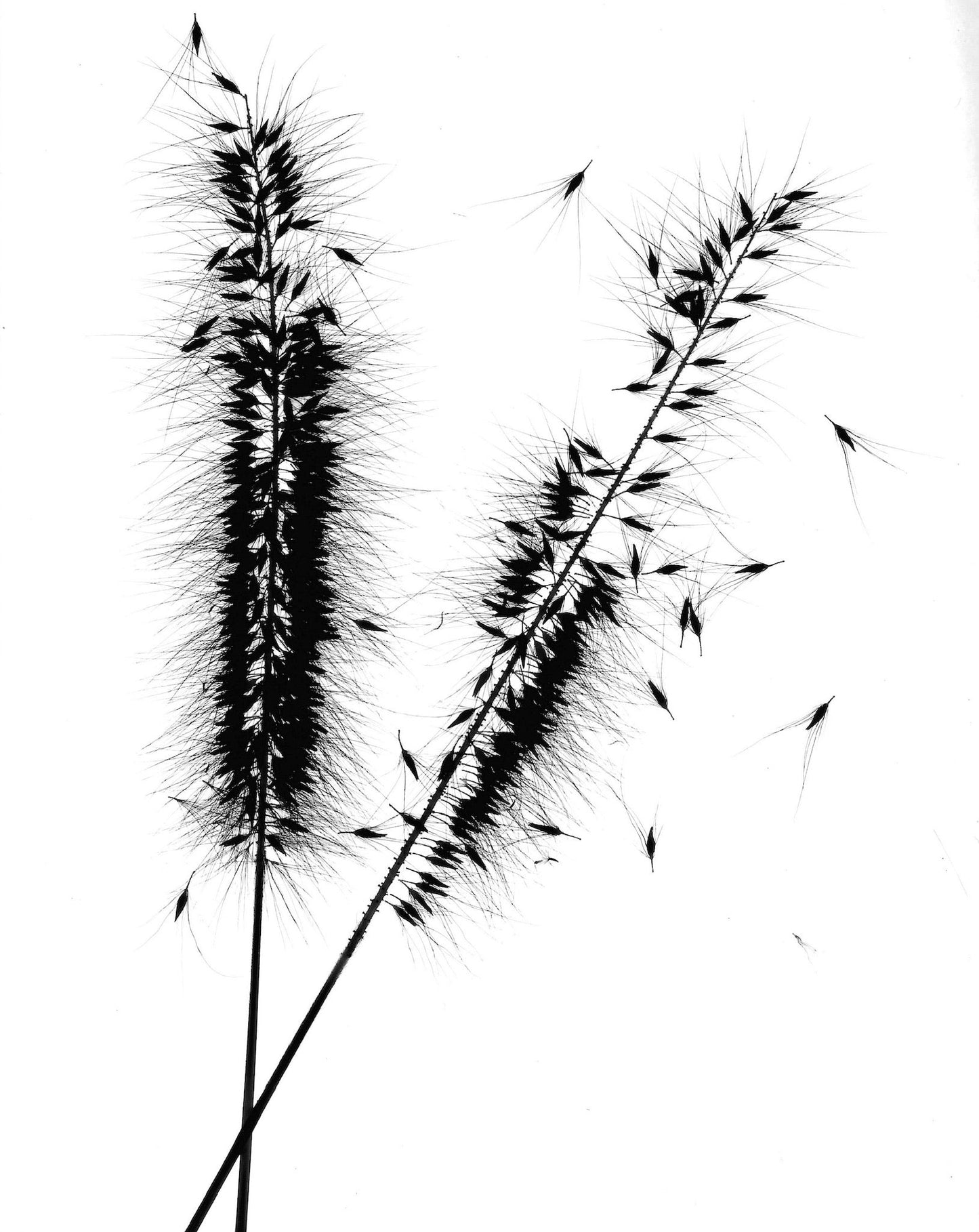 Seeding - negative
