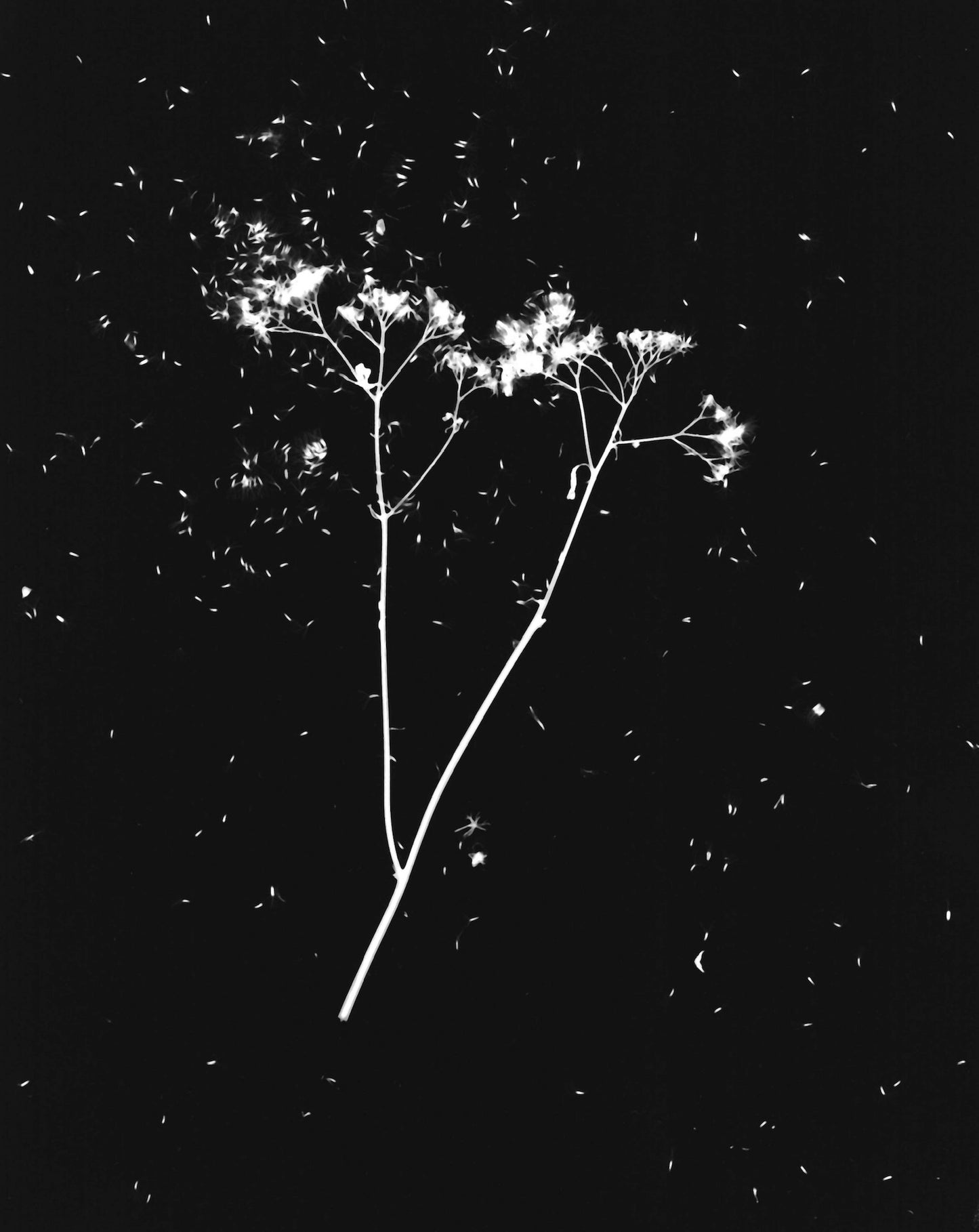 Single Flower Bolting - positive