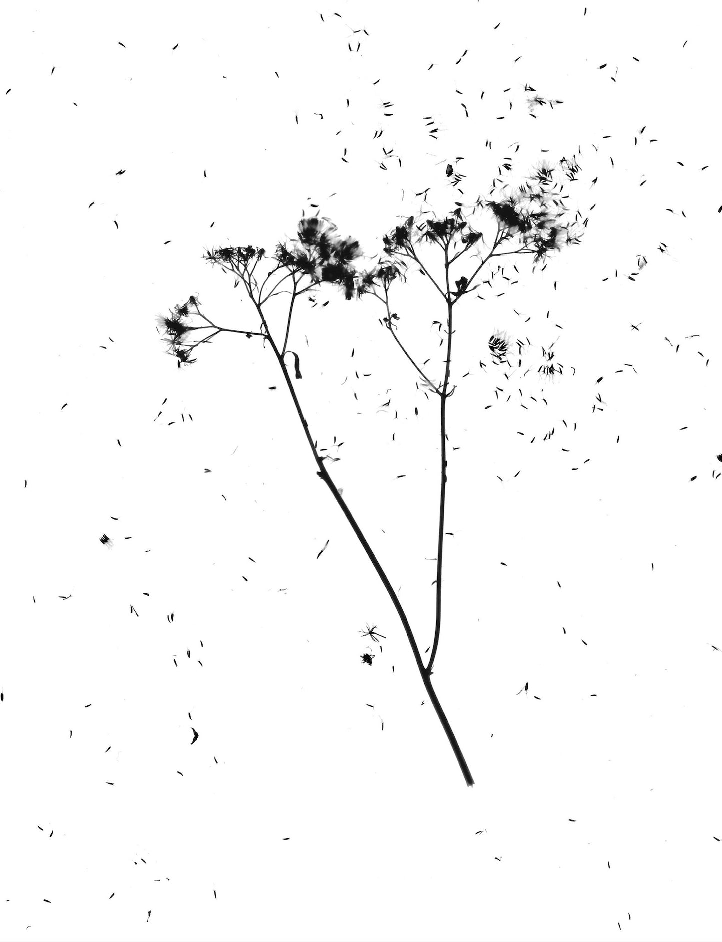 Single Flower Bolting - positive