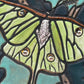 Luna Moth mosaic