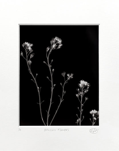 Broccoli Flowers - negative