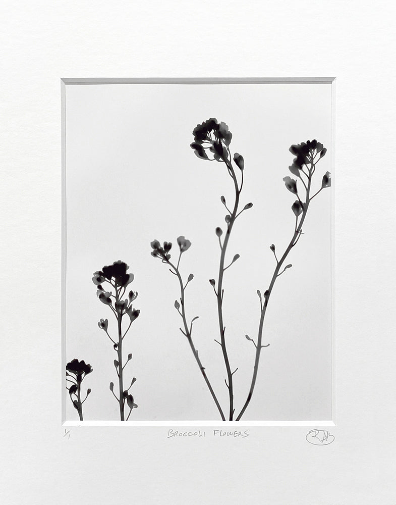 Broccoli Flowers - negative