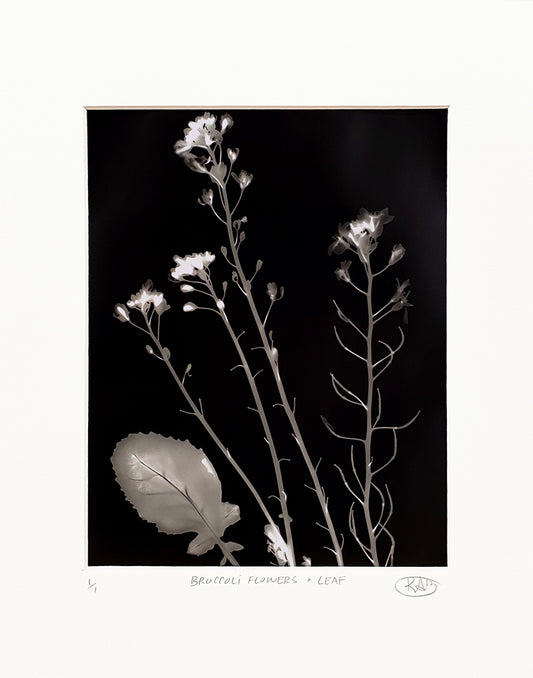 Broccoli Flowers + Leaf - negative