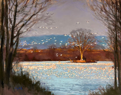 Snow Geese at Middle Creek