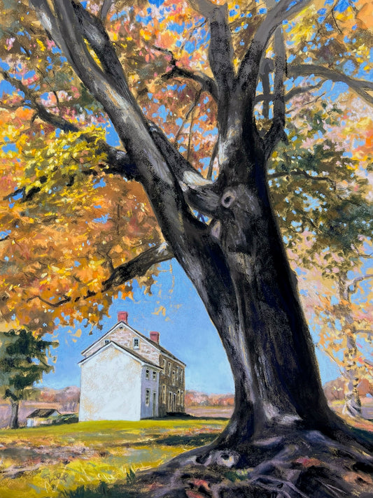 Maple by Maurice Stephens House, Valley Forge