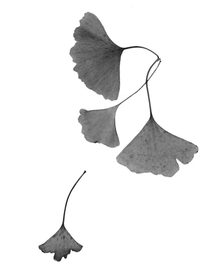 Ginkgo - negative