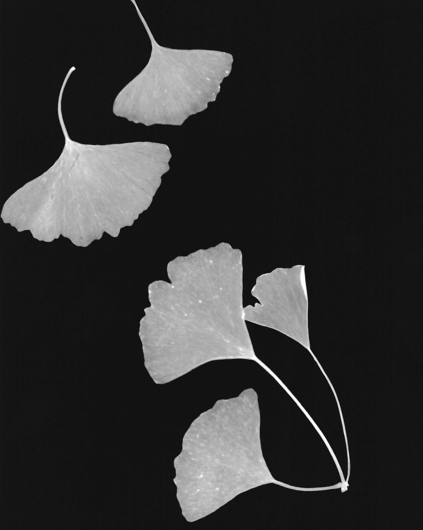 Ginkgo Leaves - negative