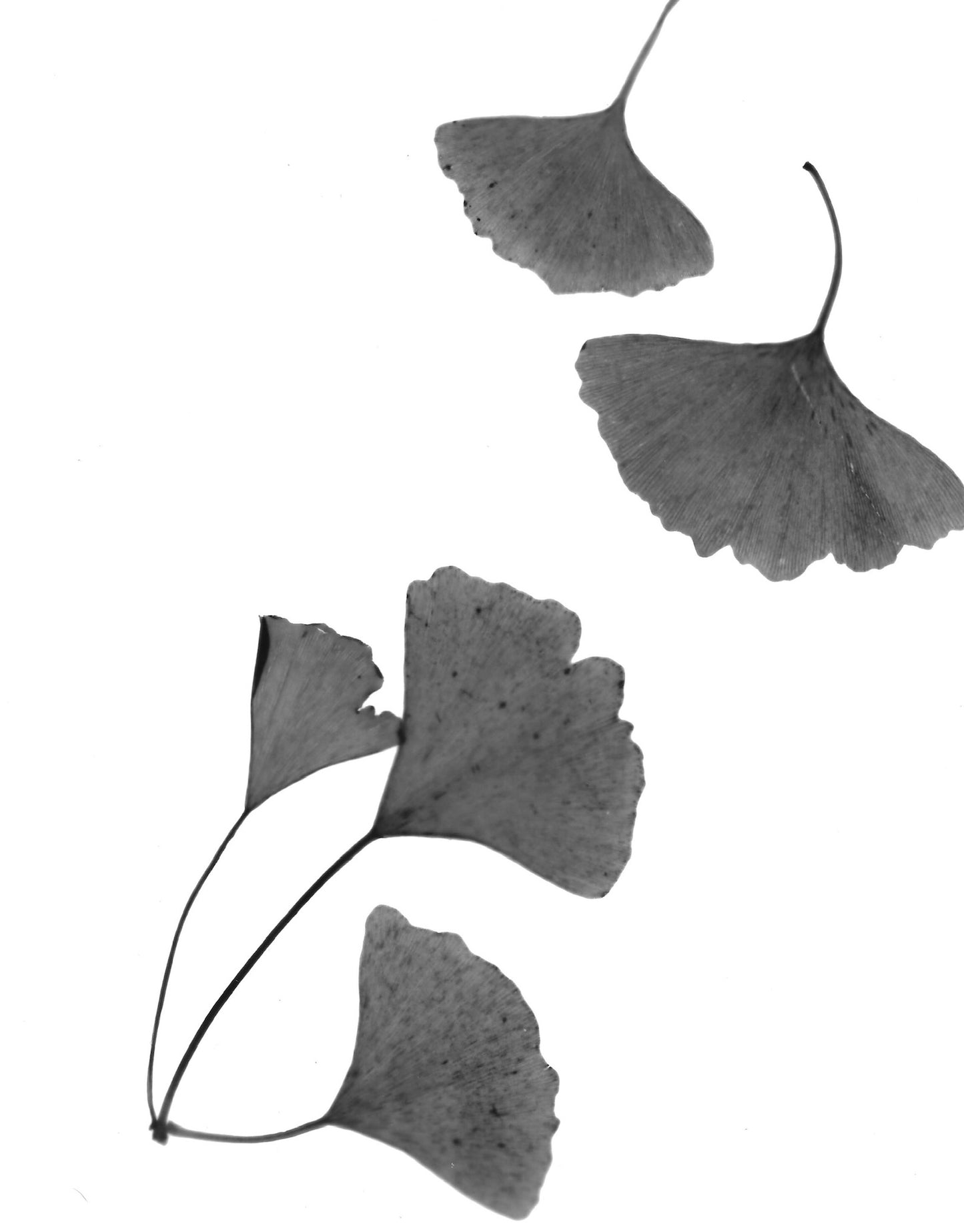 Ginkgo Leaves - positive