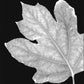 Hydrangea Leaf - negative