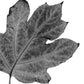 Hydrangea Leaf - positive