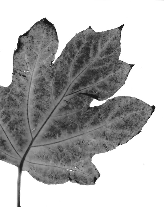Hydrangea Leaf - negative