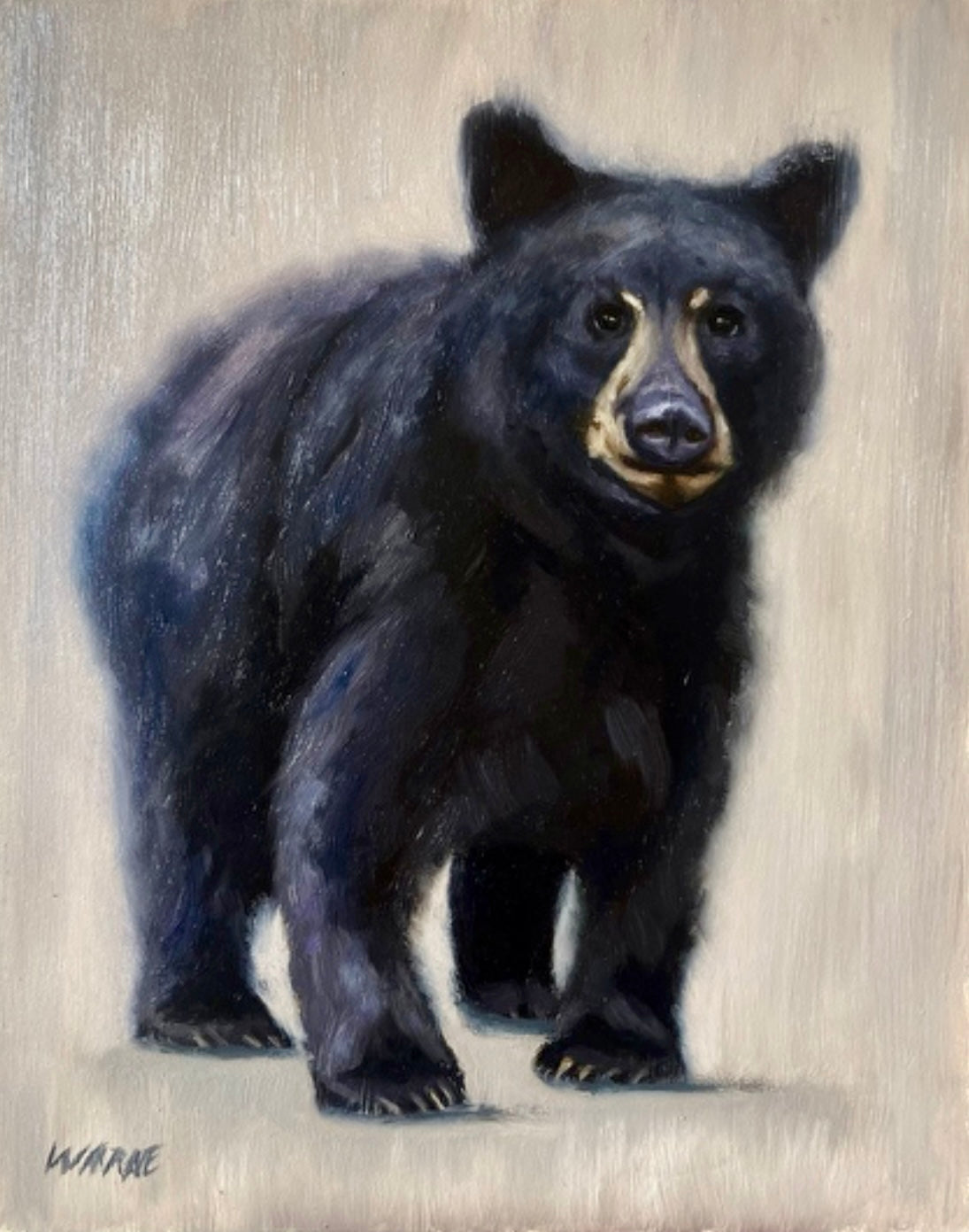 Black Bear